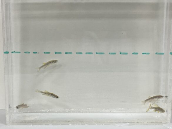 Спокойствие, только спокойствие