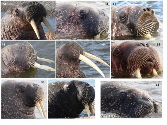 primer-tablitsy-osobey Нейросеть для ловли моржей