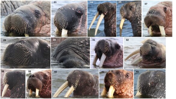 primer-tablitsy-osobey2 Нейросеть для ловли моржей