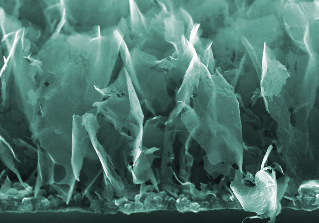 Окрашенный снимок углеродных наностенок, полученный на сканирующем электронном микроскопе. Источник: Станислав Евлашин