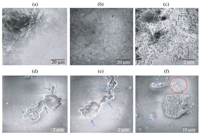 Микрофотографии биопленок K. pneumoniae ATCC BAA-2473 под сканирующим электронным микроскопом, полученных на предметном стекле, инкубировали в течение 24 часов при температуре 37°C. Источник: журнал «Биохимия»