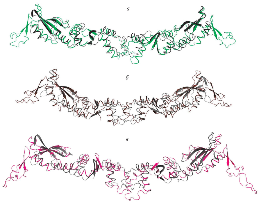 Рисунок 1. C-концевая ДНК-мимикрирующая часть, структурно выровненная на классический ArdA из Tn916. Источник: журнал «Генетика»