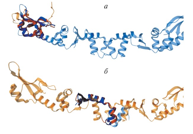 Рисунок 2. Структурная гомология маленьких ДНК-мимикрирующих белков. Источник: журнал «Генетика»