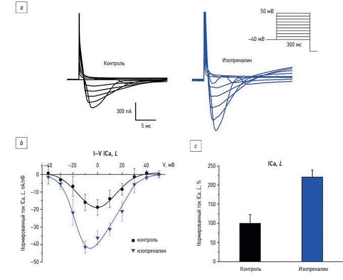 Влияние изопреналина на кальциевые каналы L-типа (ICa, L) желудочковых кардиомиоцитов человека. Иточник: журнал «Гены и клетки»