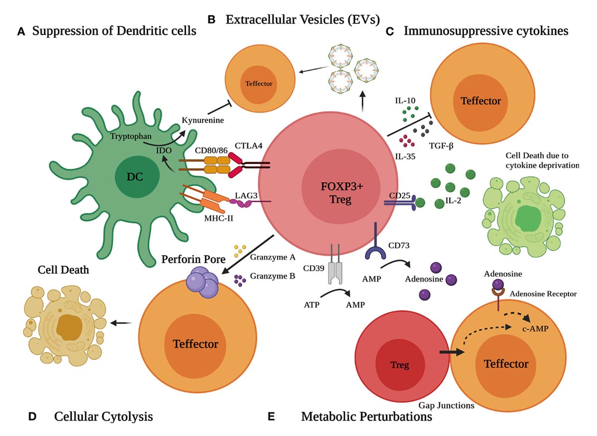 Как работают регуляторные Т-клетки (в центре). Источник: Payal Grover et al. / Frontiers in Immunology (2021)