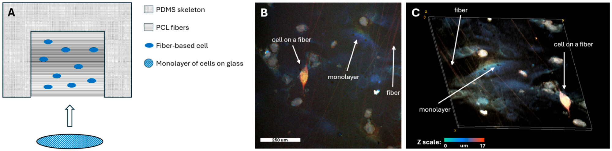 Рисунок. Схема эксперимента и посев волоконно-культивируемых клеток на синхронизированный монослой. Источник: Polymers