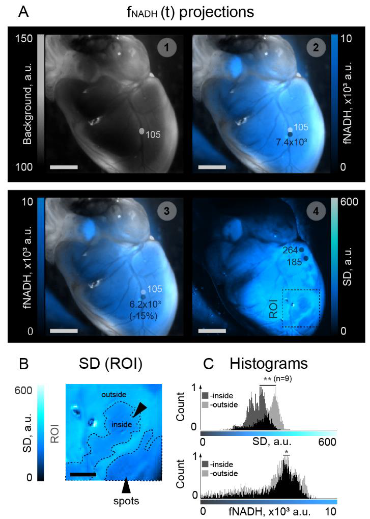 Визуализация пространственных изменений CSE при оптическом отображении изолированного эпикарда сердца крысы. Источник: Chaos