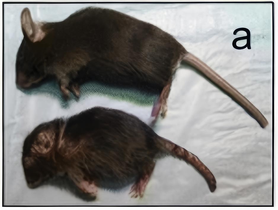 Сверху: здоровая мышь. Снизу: «паршивая» мышь. Источник: Eva N Hadaschik et al. / Arthritis Research & Therapy (2015)