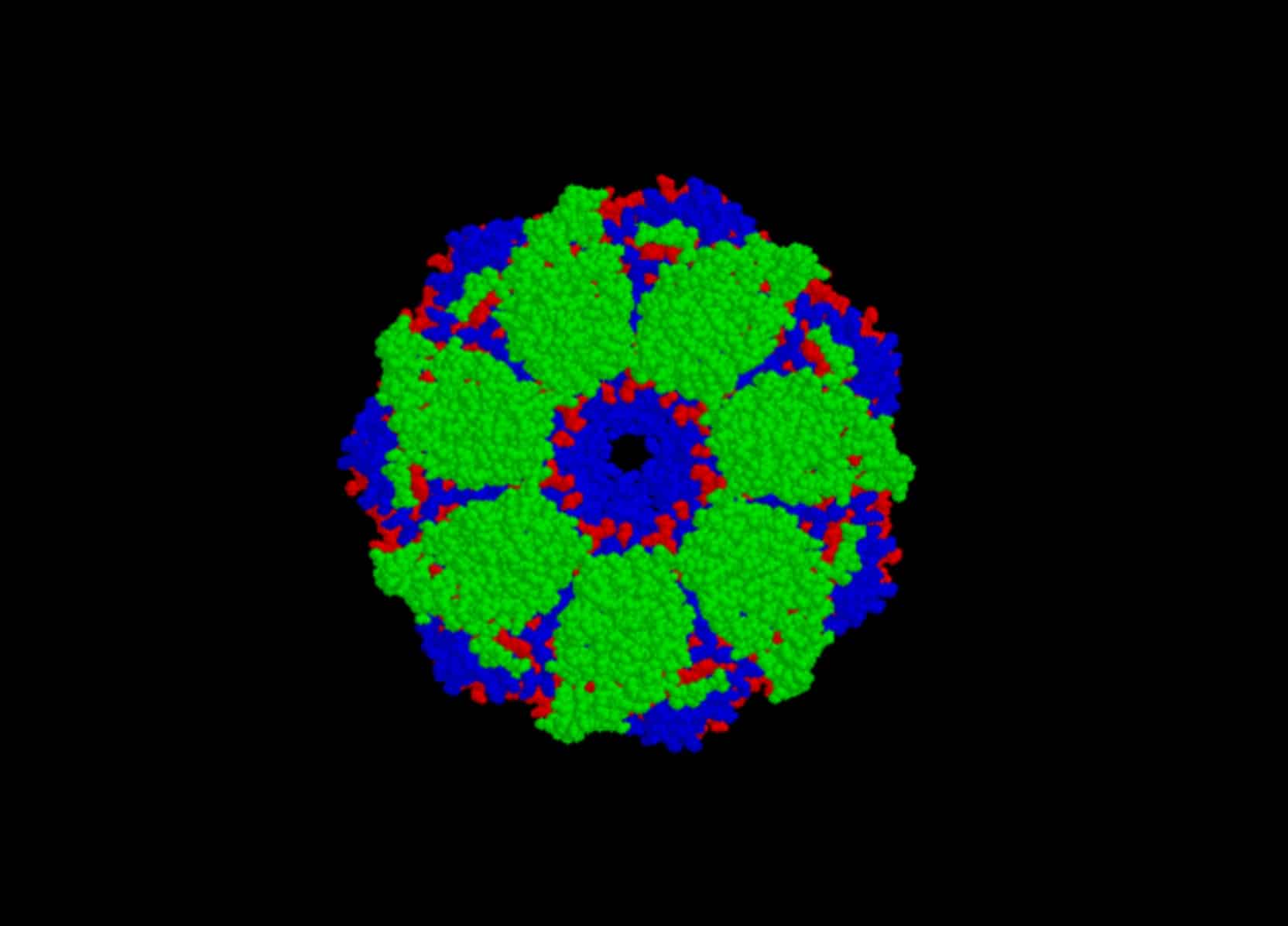 Изображение модели комплекса бактериальных шаперонов GroES и GroEL (вид сверху). Фото: Ragesoss, Public domain, via Wikimedia Commons