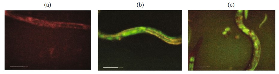 Локализация наночастиц в C. elegans. Источник: «Биохимия»
