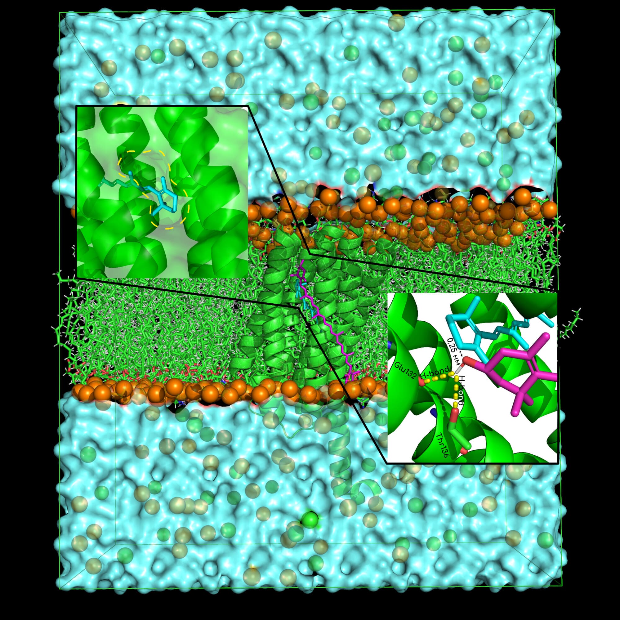 Рисунок 1. Стабильные водородные связи во время моделирования молекулярной динамики между каротиноидом и Glu132 и Thr136 в комплексе HbR1-каротиноид. Адаптировано из источника: Biochemistry (Moscow), Supplement Series A: Membrane and Cell Biology