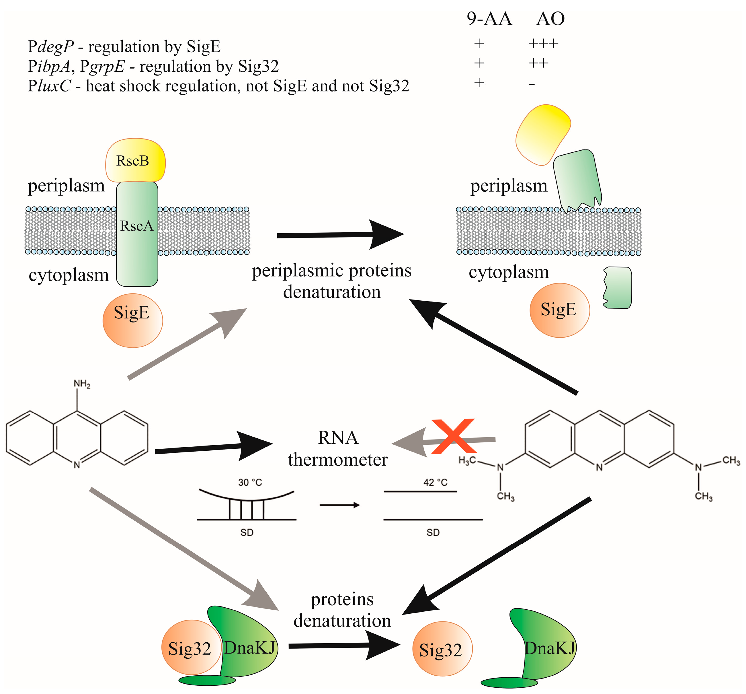 Схема активации теплового шока 9-аминоакридиом и акридиновым оранжевым. Стрелки указывают на влияние веществ на активацию различных механизмов теплового шока. Черные стрелки обозначают сильное влияние, серые стрелки — слабое влияние, а перечеркнутая стрелка — отсутствие влияния. Источник: Biosensors