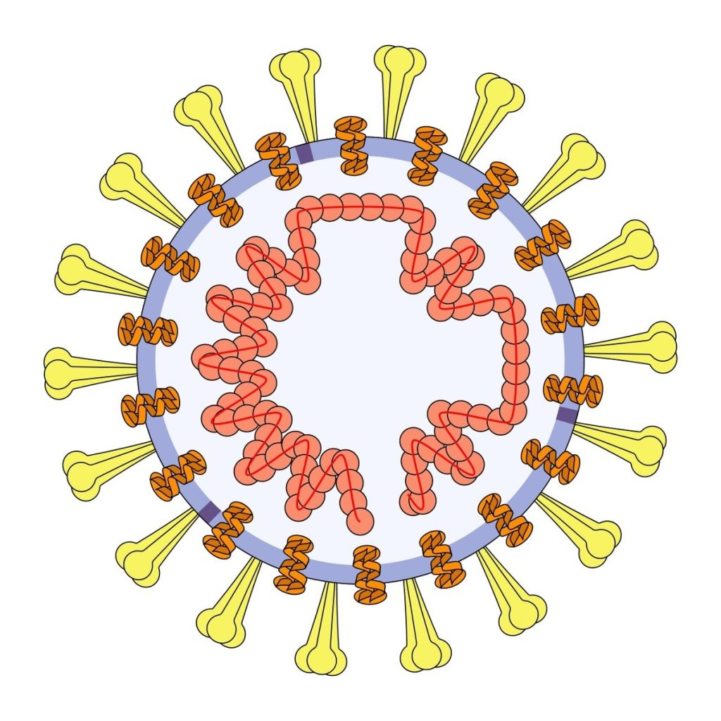 Фото: DataBase Center for Life Science (DBCLS), CC BY 4.0, via Wikimedia Commons