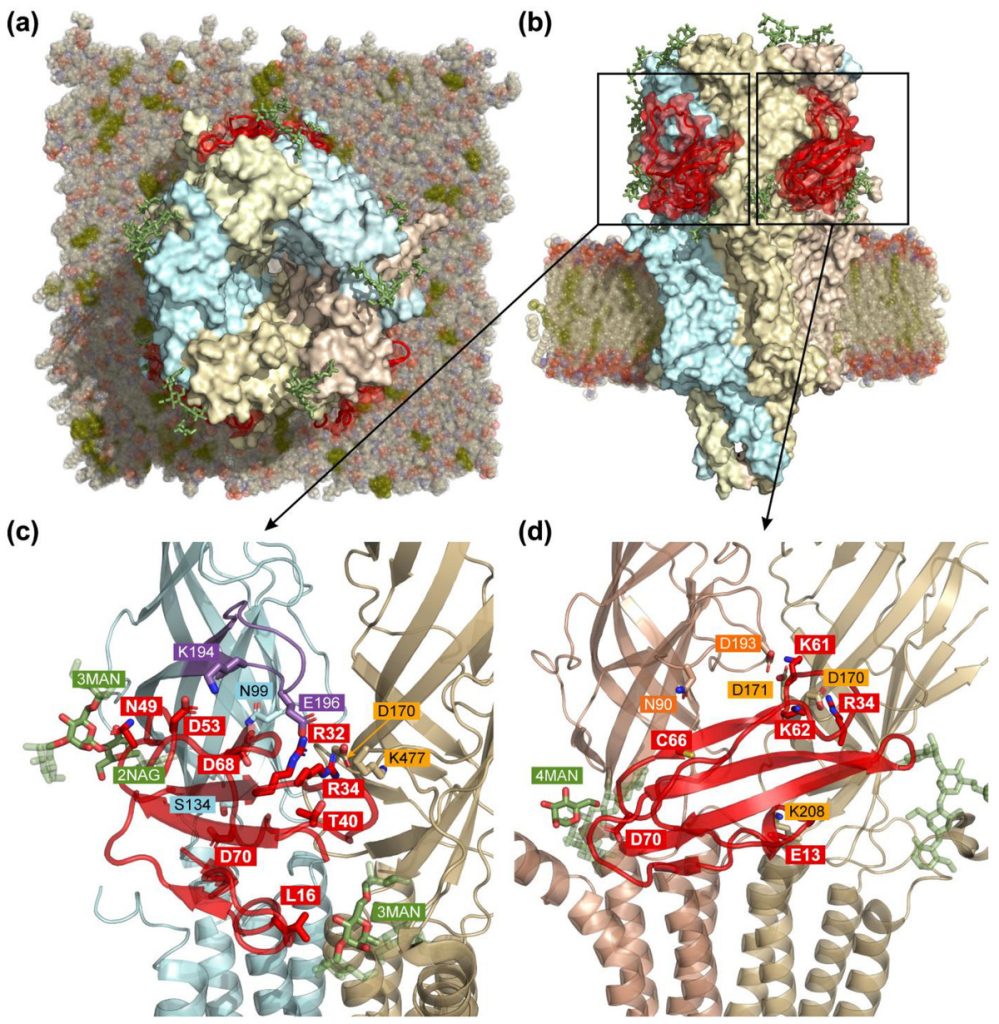 Рисунок. Предсказанная структура комплекса ацетилхолинового рецептора α4β2-nAChR/PSCA с белком ws-PSCA. Источник: Biomolecules