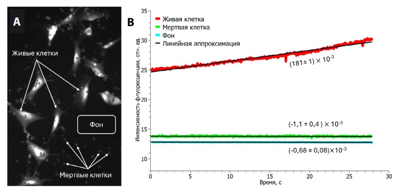 Рисунок. Оптогенетическая модификация кардиомиоцитов человека, дифференцированных из ИПСК: А – оптическое картирование культуры при фотостимуляции; B – динамика кальциевой флуоресценции в живых клетках, мертвых клетках и фоне с линейной аппроксимацией. Источник: «Патология кровообращения и кардиохирургия»