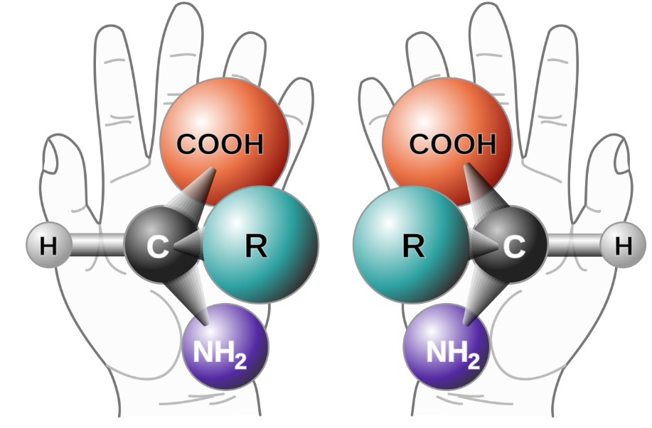 Рисунок 1. Хиральность в мире молекул: зеркальные копии, которые невозможно совместить в пространстве. Источник: Wikimedia Commons (CC BY-SA 3.0)