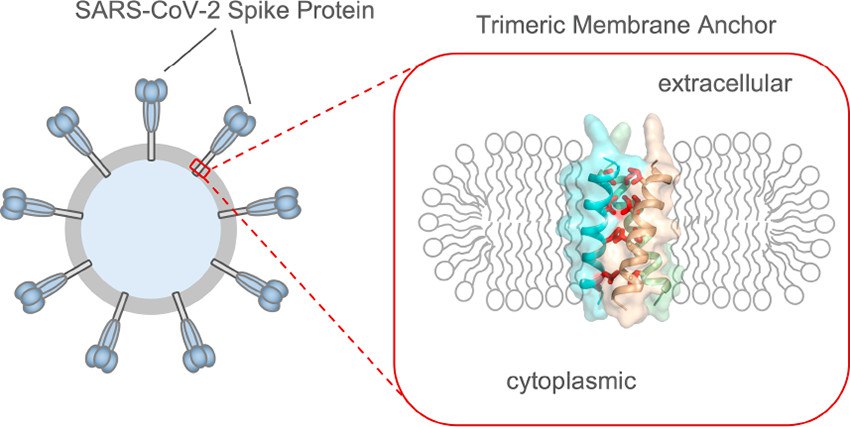 Рисунок 1. Трансмембранный домен — фрагмент шиповидного белка коронавируса — состоит из трех молекул, образующих единый большой комплекс, при этом в мембрану вируса погружена лишь маленькая его часть.Источник: A Trimeric Hydrophobic Zipper Mediates the Intramembrane Assembly of SARS-CoV-2 Spike, Qingshan Fu and James J. Chou, Journal of the American Chemical Society, https://doi.org/10.1021/jacs.1c02394
