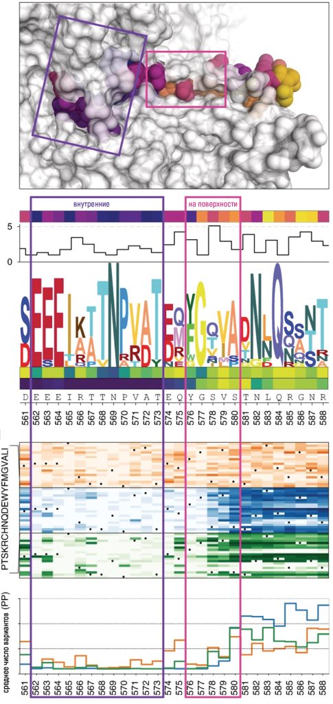Нейросеть генерирует варианты деталей для капсида AAV. Источник: Bryant et al., Nat Biotech (2021) A: так это выглядит в обычном вирусе. Цветом выделен один из пептидов: фиолетовый прямоугольник — его часть в глубине капсида, розовый — на поверхности. Каждый шарик — это аминокислота, ниже показано, какие варианты (в буквенном обозначении) в этой позиции вообще возможны. В: нейросеть для каждой позиции предлагает свои варианты аминокислот. Чем темнее цвет, тем выше вероятность, что с такой заменой капсид не развалится.