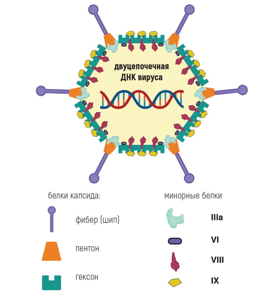 Так устроен аденовирус. Источник: Coughlan L. Front Immunol (2020)