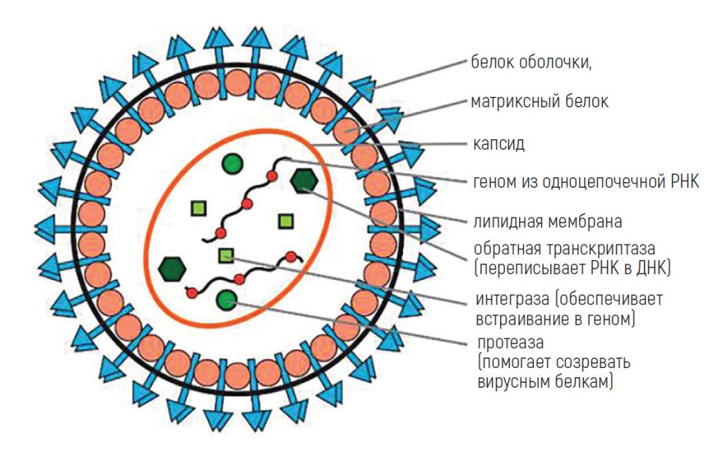 Так устроен лентивирус. Источник: Dong W, Kantor B. Viruses (2021)