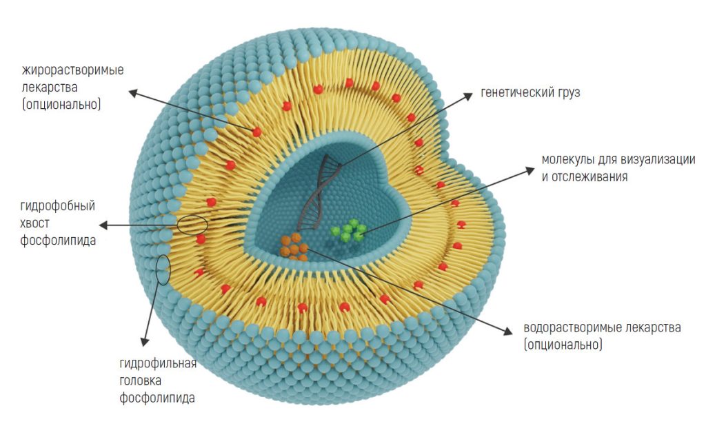 Так устроена липосома. Источник: Rommasi F, Esfandiari N. Nanoscale Res Lett (2021)